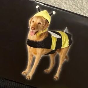 Bee Pet Costume